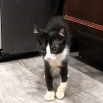 Thumbnail photo of Ash  #3