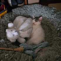 Thumbnail photo of Ziggy #4