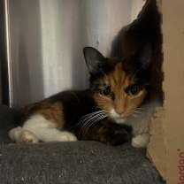 Thumbnail photo of Callie O'Malley #4