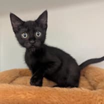 Thumbnail photo of Thor #2