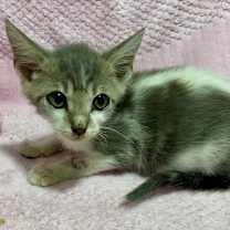 Thumbnail photo of Larry Baby #3