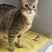 Thumbnail photo of Hemi #2