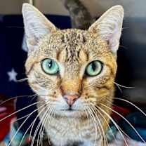 adopt-pet