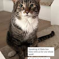 Thumbnail photo of Batts #1