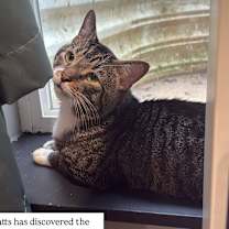 Thumbnail photo of Batts #3