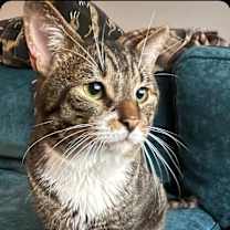 Thumbnail photo of Batts #4