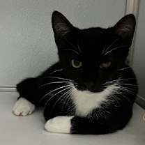 Thumbnail photo of Tika #2