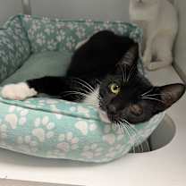 Thumbnail photo of Tika #3