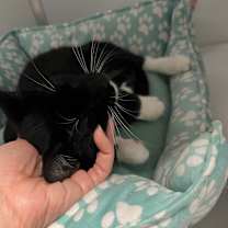 Thumbnail photo of Tika #4