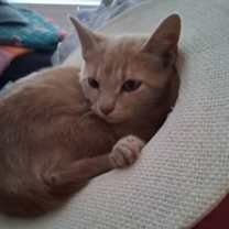 Thumbnail photo of Garfield #1