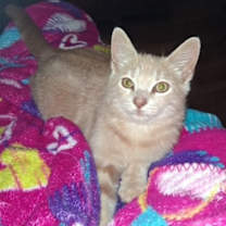 Thumbnail photo of Garfield #2