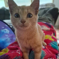 Thumbnail photo of Garfield #3