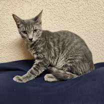 Thumbnail photo of Tiberius 3 #2