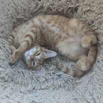 Thumbnail photo of Ollie #2