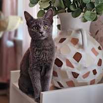 Thumbnail photo of Martini #1