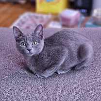 Thumbnail photo of Martini #3