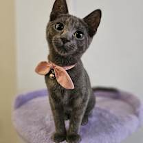 Thumbnail photo of Sassy #1