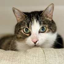 adopt-pet