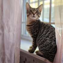 Thumbnail photo of Albie #1