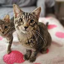 Thumbnail photo of Clara #1