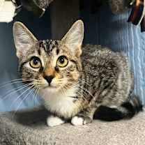 Thumbnail photo of Poppy #1