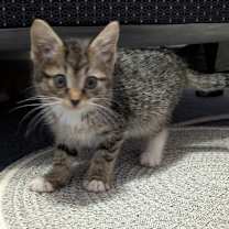 Thumbnail photo of Poppy #2