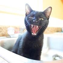 Thumbnail photo of Wolfman #3