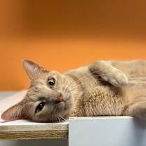 Thumbnail photo of Rusty #1