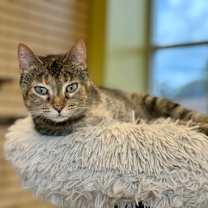 adopt-pet