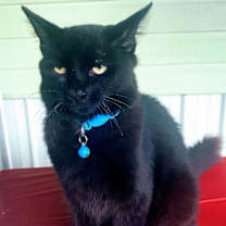 Thumbnail photo of Shadow #2