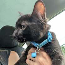 Thumbnail photo of Shadow #3