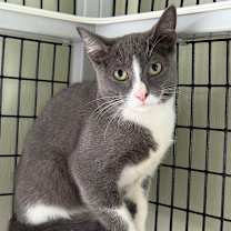 Thumbnail photo of Asteroid #2