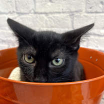 Thumbnail photo of Captain Scarab #4