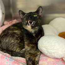 Thumbnail photo of Spotty  #3