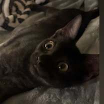 Thumbnail photo of 8 Ball #2