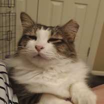 Thumbnail photo of Sam I Am #3