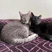 Thumbnail photo of Noa #2