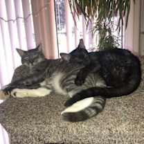 Thumbnail photo of Yossi #2