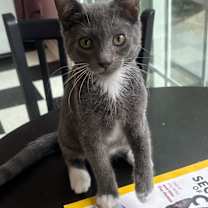 Thumbnail photo of Bowie #1