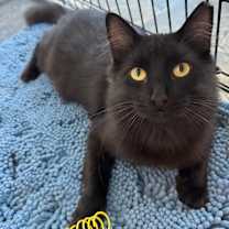 Thumbnail photo of Dunkin #3