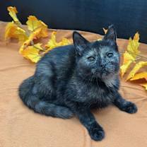 Thumbnail photo of Kauai #1