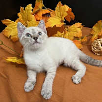 Thumbnail photo of Belle #4