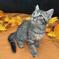 Thumbnail photo of Frankie #2