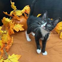 Thumbnail photo of Renoir #3