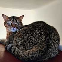 Thumbnail photo of Nubia #1