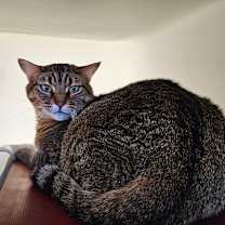 Thumbnail photo of Nubia #2