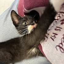 Thumbnail photo of Java #3