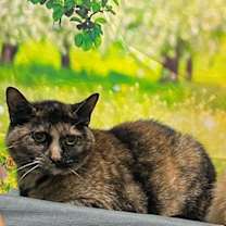 Thumbnail photo of 251018  Boo #1