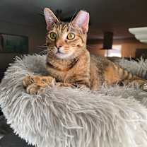 Thumbnail photo of Mindy #1