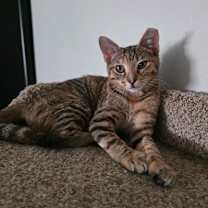 Thumbnail photo of Mindy #2